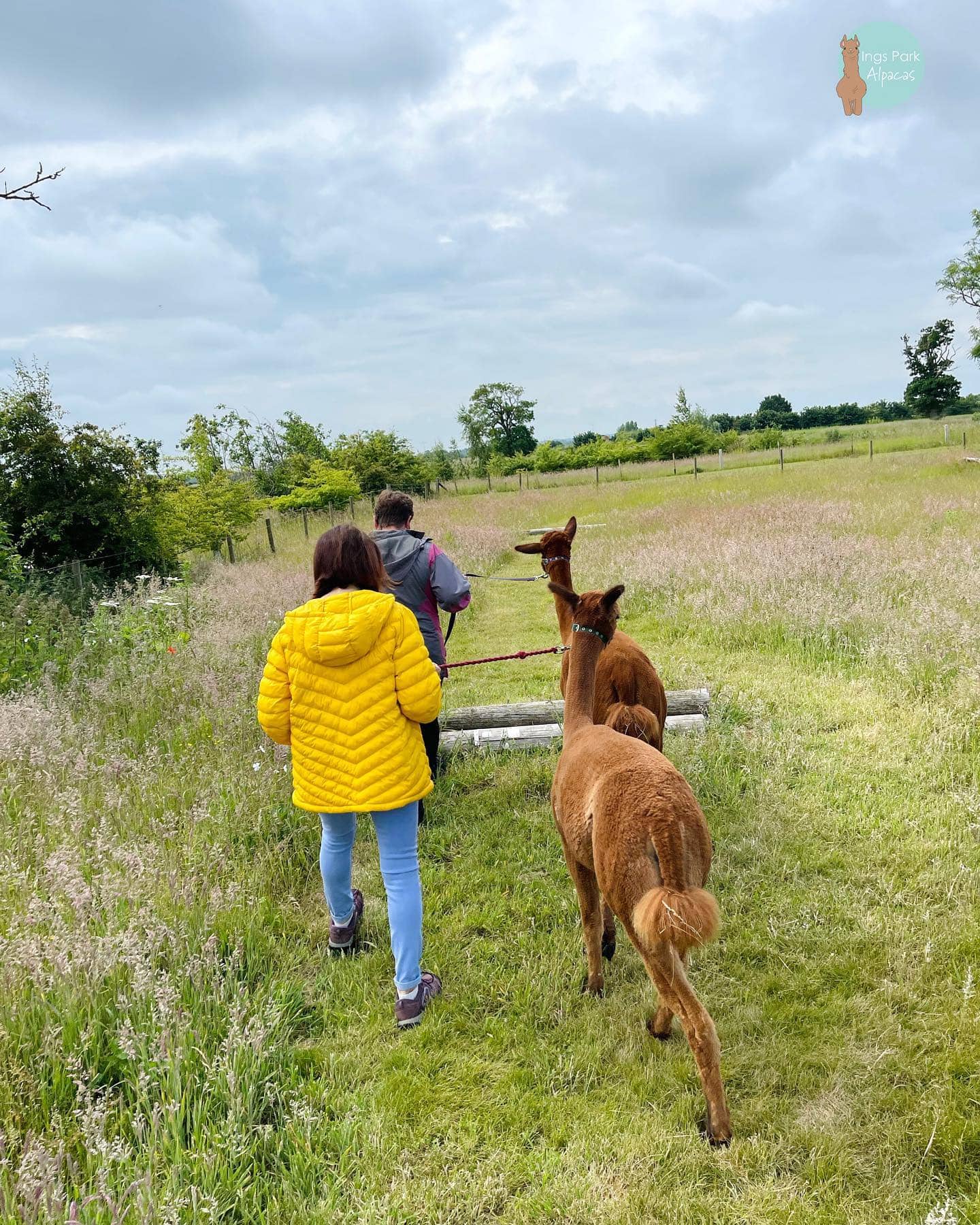 Ings Park Alpacas