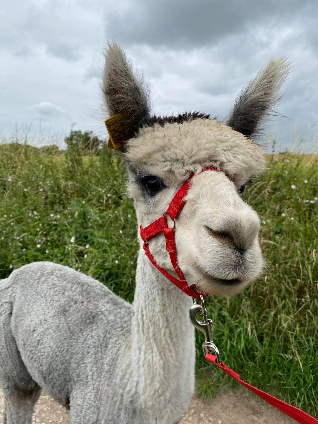 Tickhill Alpacas