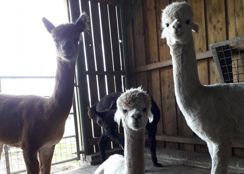 Lindway Springs Alpacas