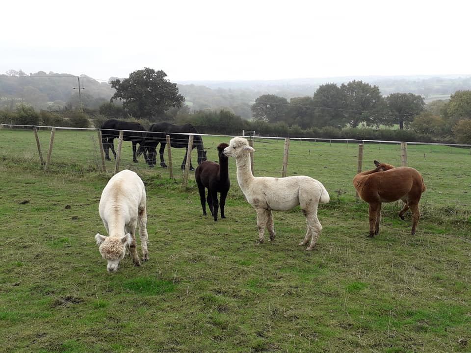 Lindway Springs Alpacas