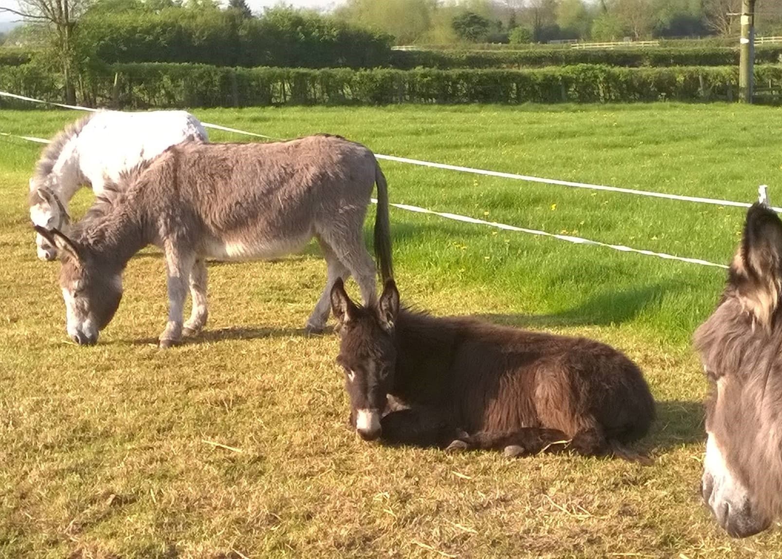 Lanes Garden Centre and Open Farm