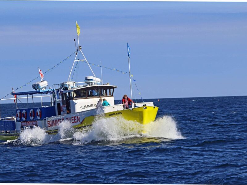 Whitby Whale Watching