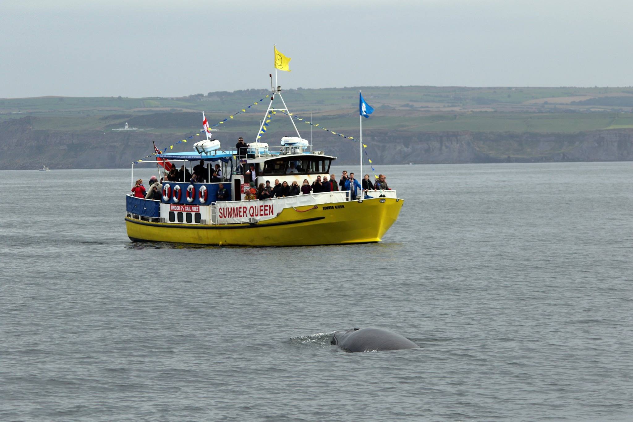 Whitby Whale Watching