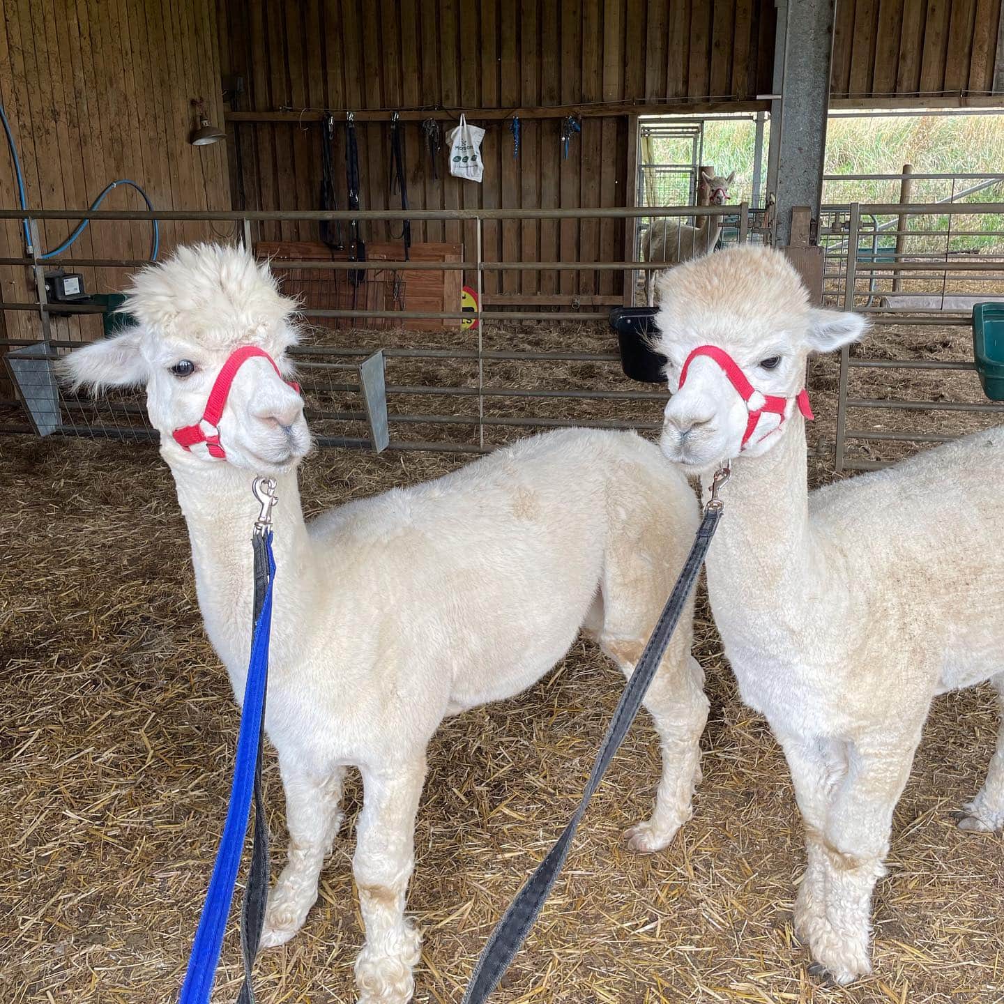 Beacon Alpacas