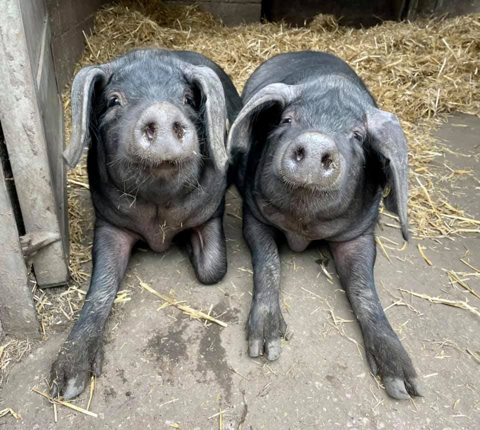 Heeley City Farm