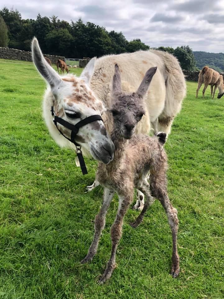 Nidderdale Llamas