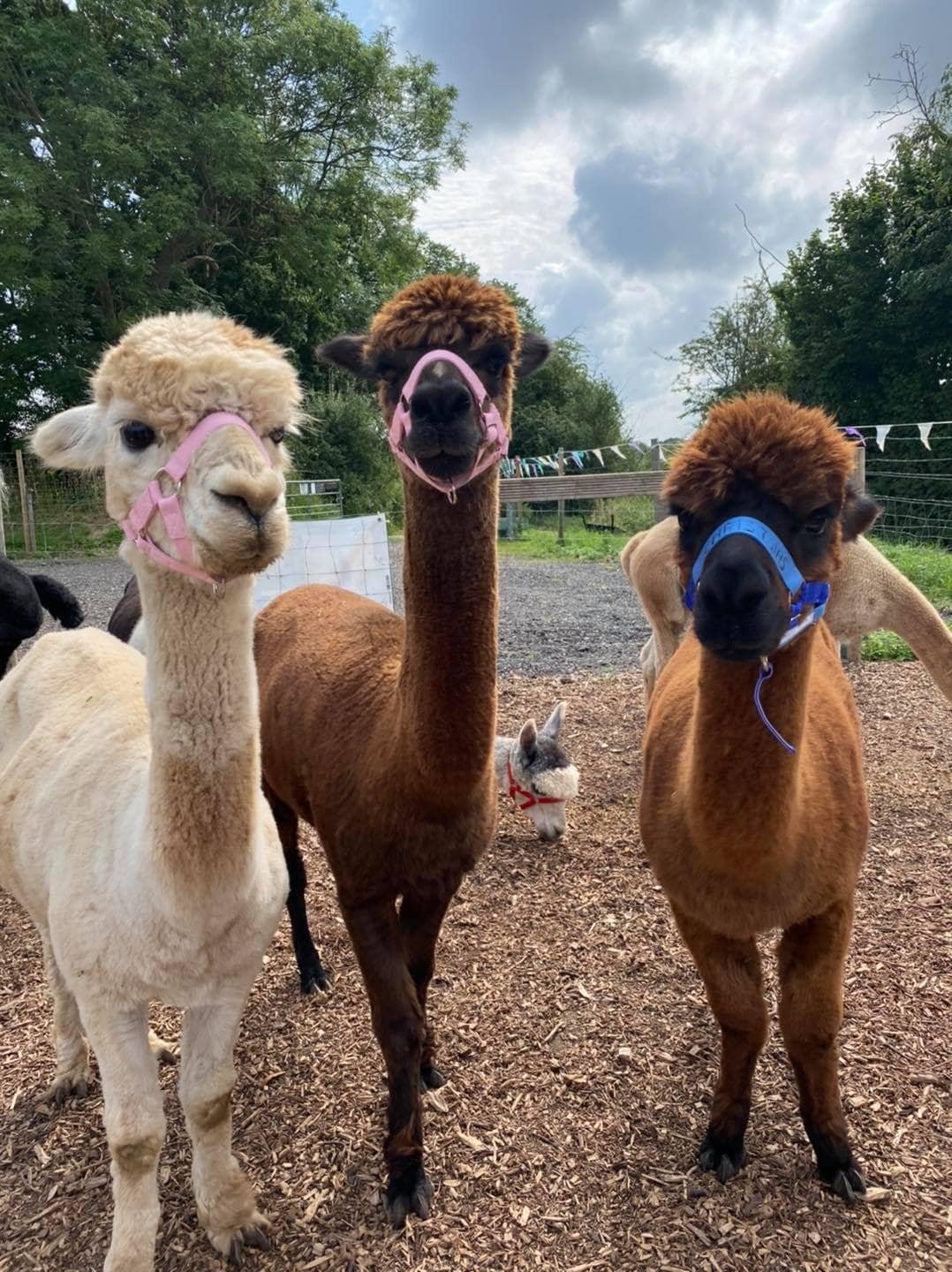 Tickhill Alpacas