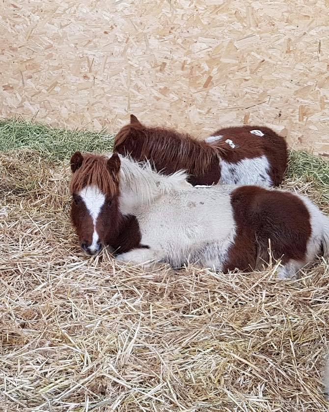 Wonkey Donkey Knottingley