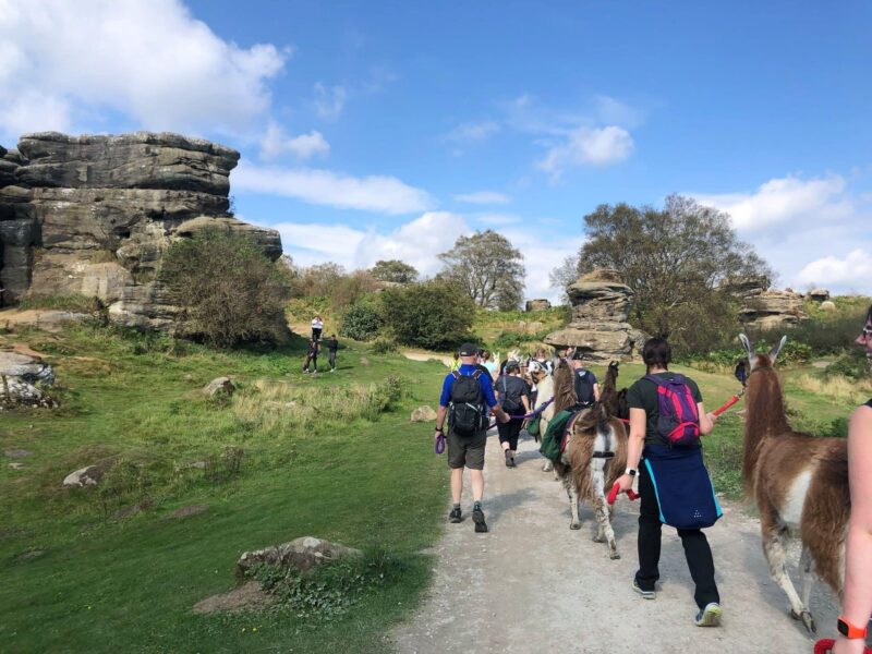 Nidderdale Llamas