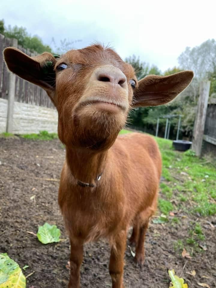 Heeley City Farm