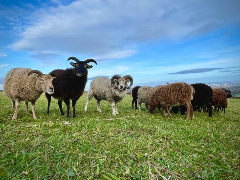 Heeley City Farm