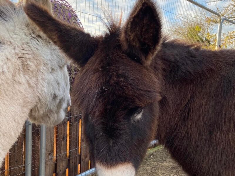 Wonkey Donkey Knottingley