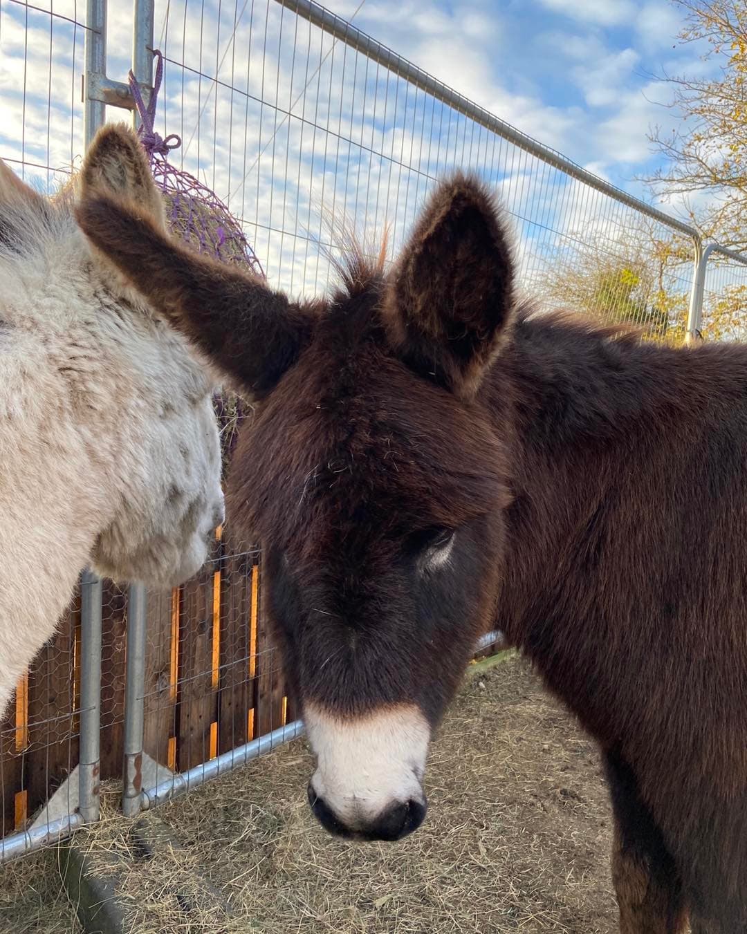 Wonkey Donkey Knottingley