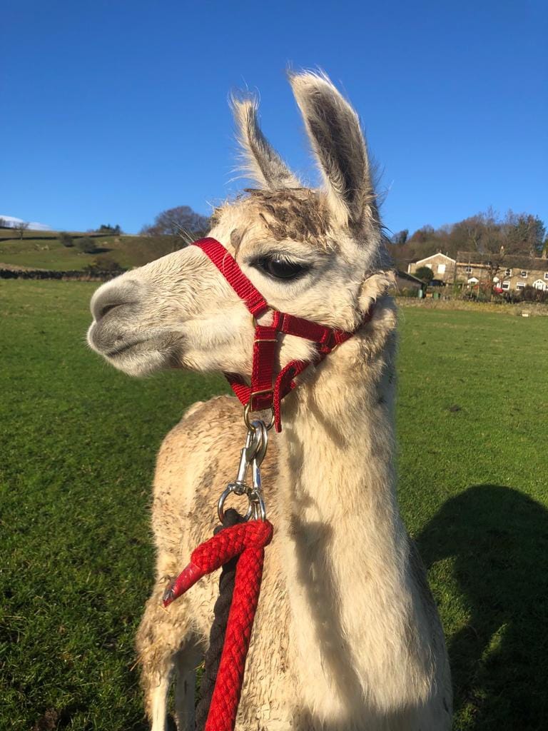 Nidderdale Llamas