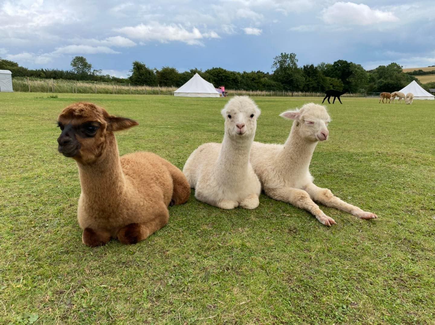 Tickhill Alpacas