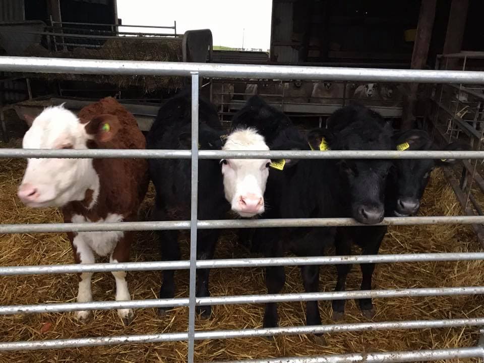 Lanes Garden Centre and Open Farm