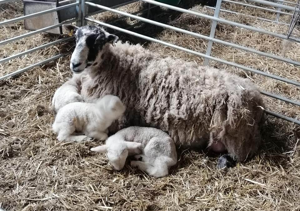 Lanes Garden Centre and Open Farm