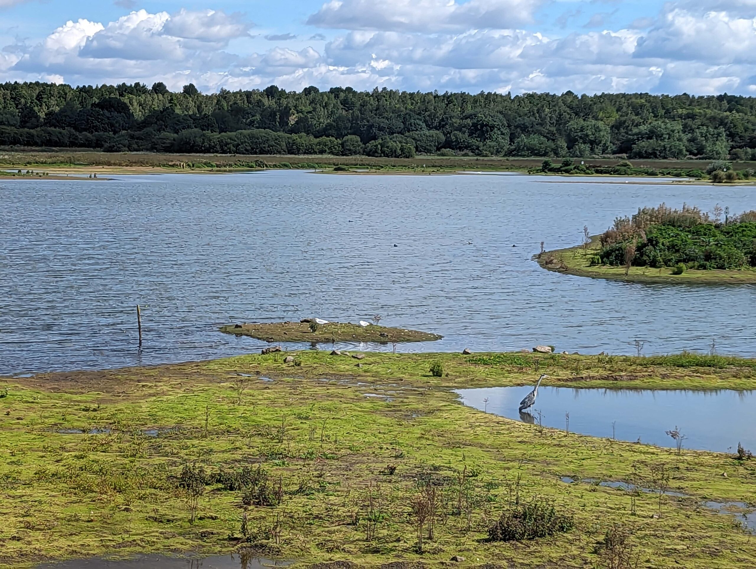 RSPB Dearne