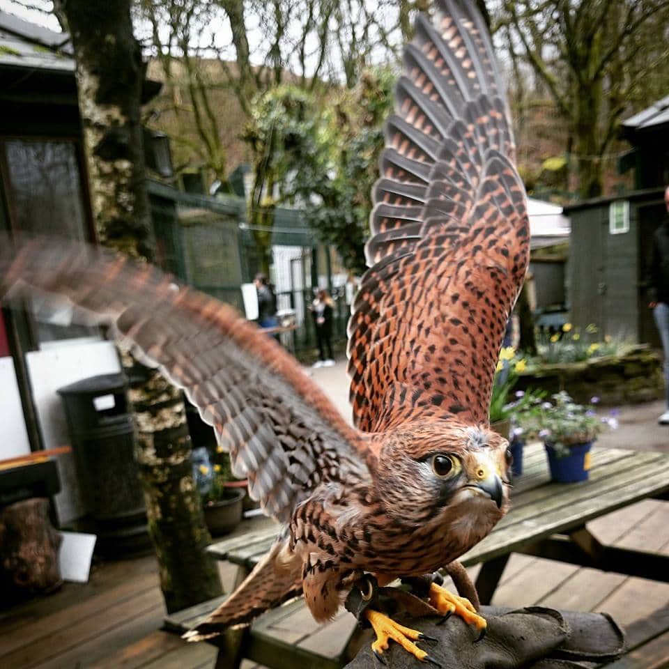 Festival Park Owl Sanctuary - Where To Go With Kids