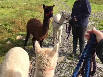 Snowdonia Alpacas