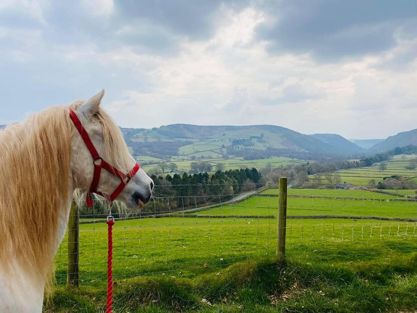 Lion Royal Pony Trekking Centre