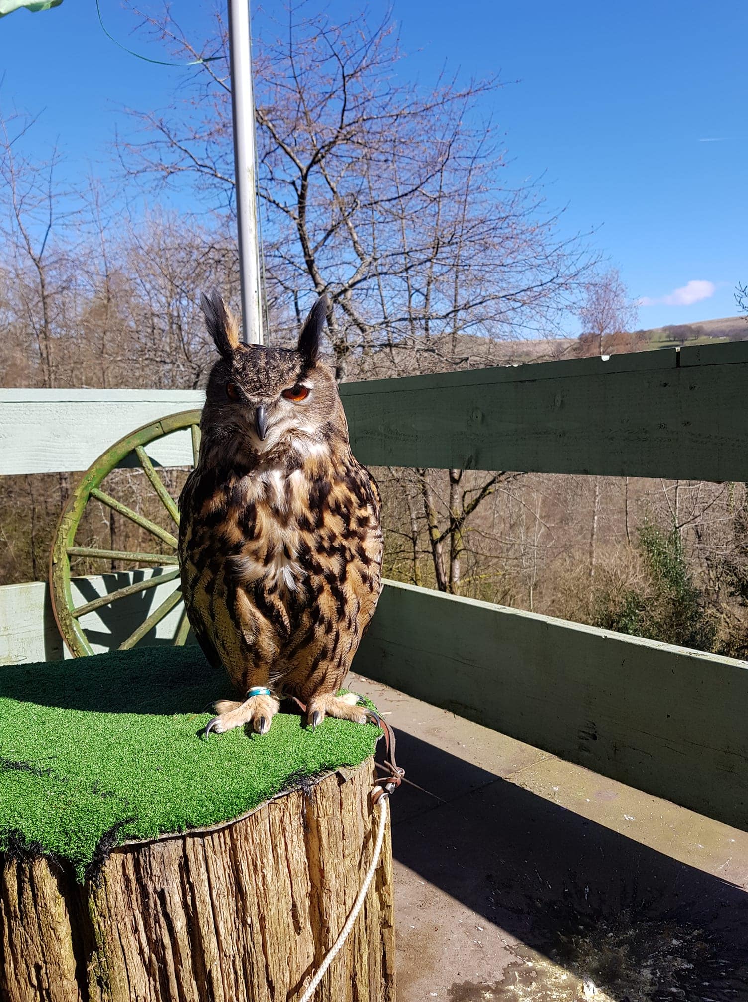 Festival Park Owl Sanctuary - Where To Go With Kids