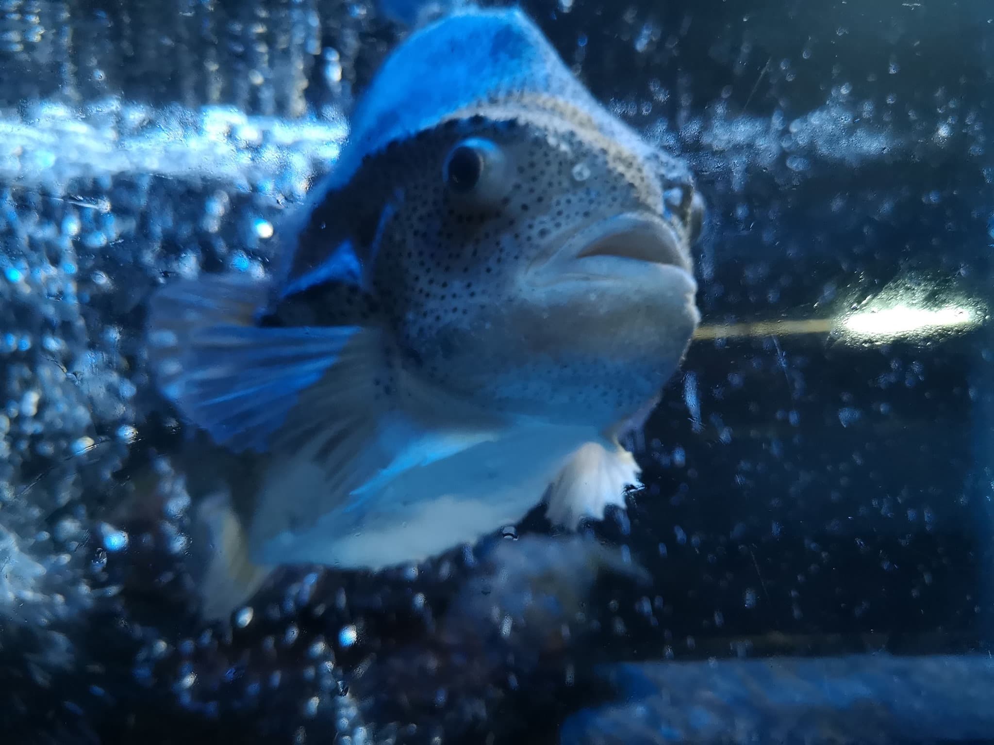 Anglesey Sea Zoo