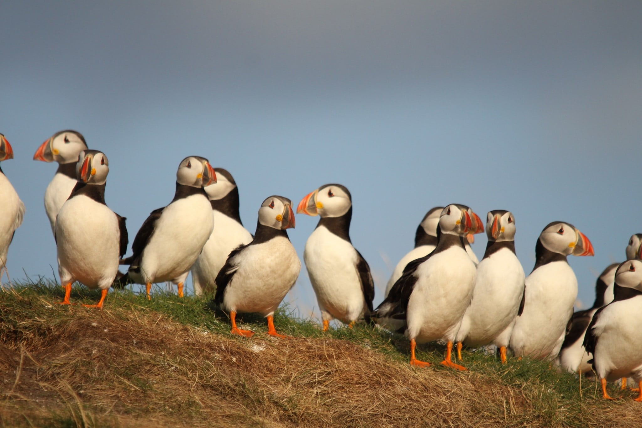 puffin island boat trips northumberland