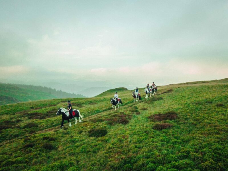 Lion Royal Pony Trekking Centre