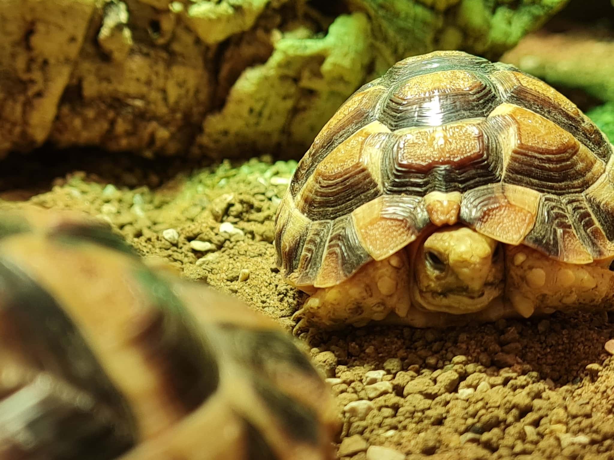 Plantasia Tropical Zoo