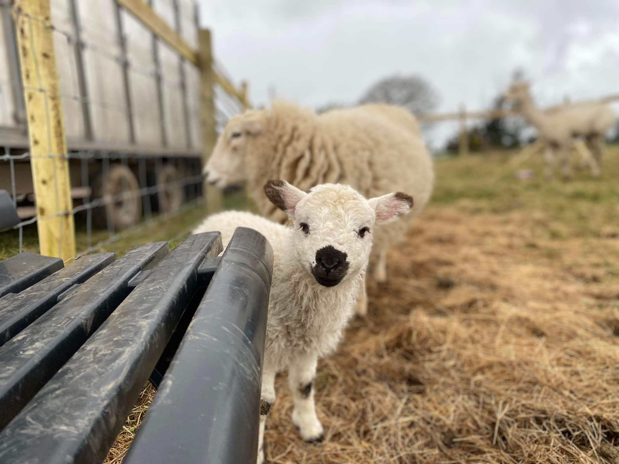 Alpaca Sanctuary