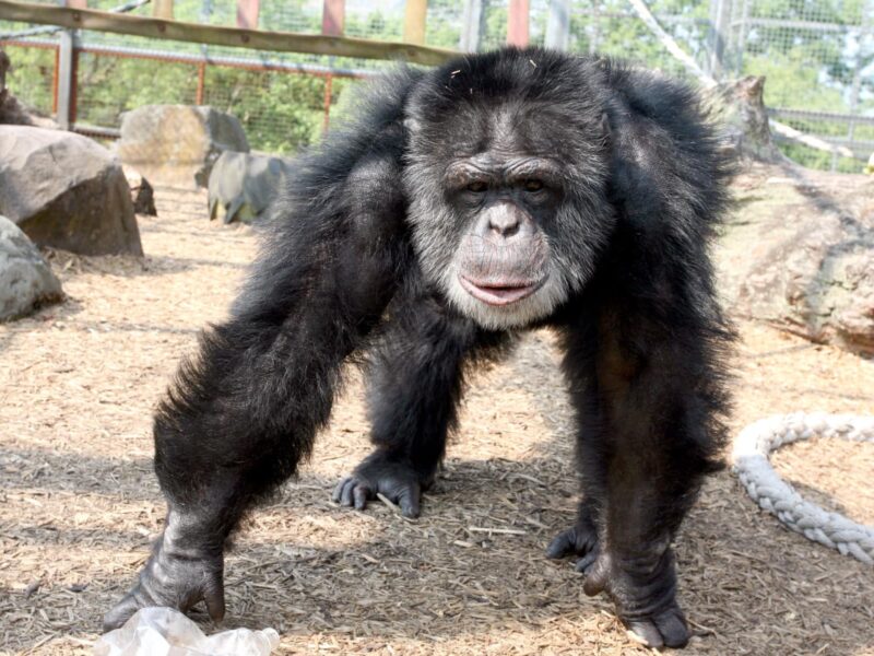 Wales Ape and Monkey Sanctuary