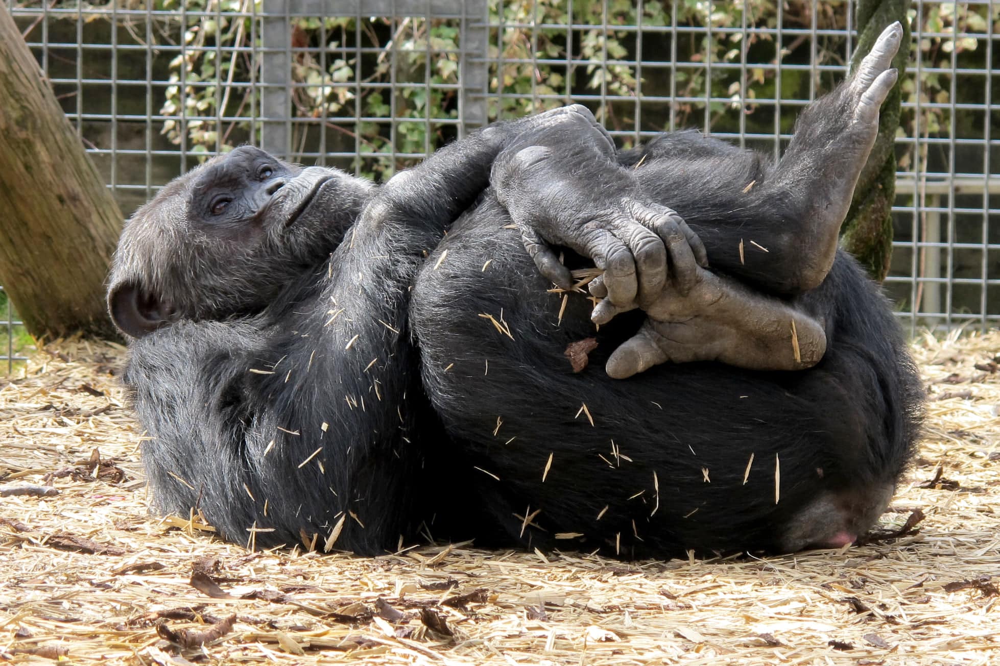 Wales Ape and Monkey Sanctuary