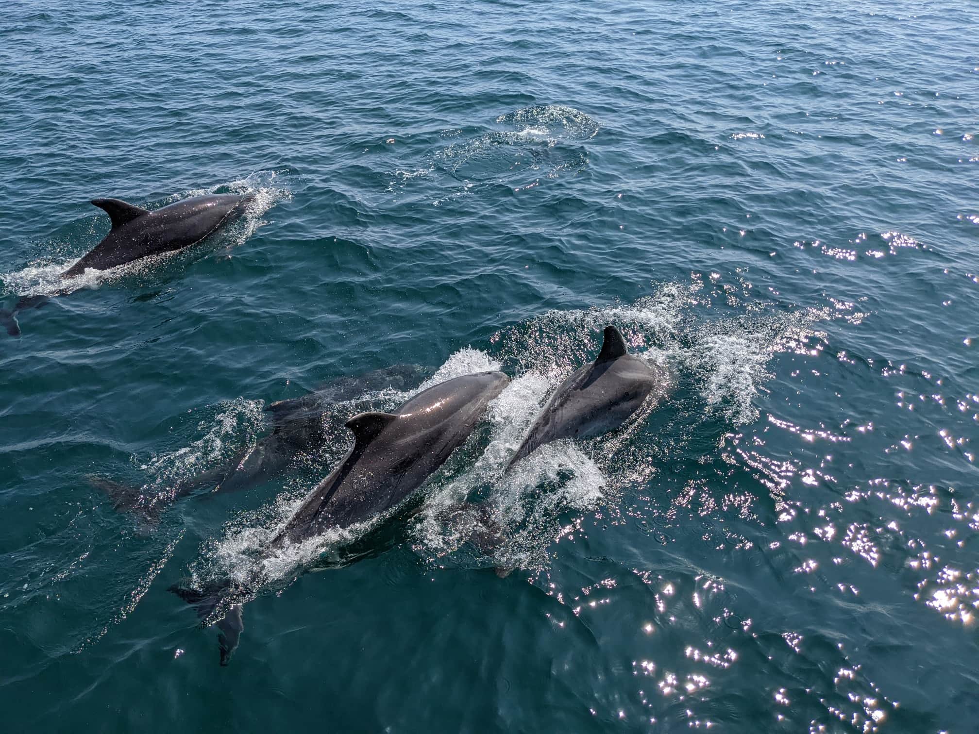 Sark Boat Trips