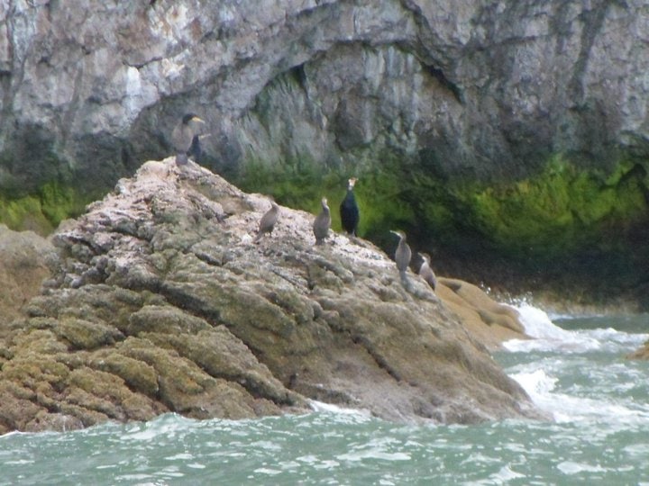 Llandudno Boat Trips