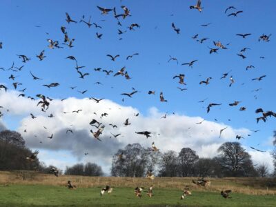 Gigrin Farm Red Kite Feeding Station