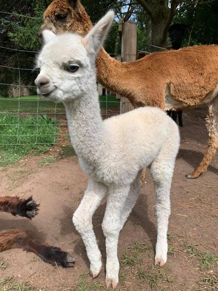 David's Hill Alpacas