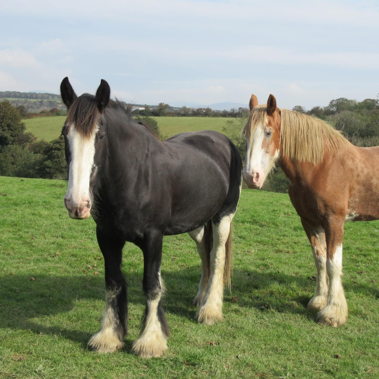 Home of Rest for Old Horses