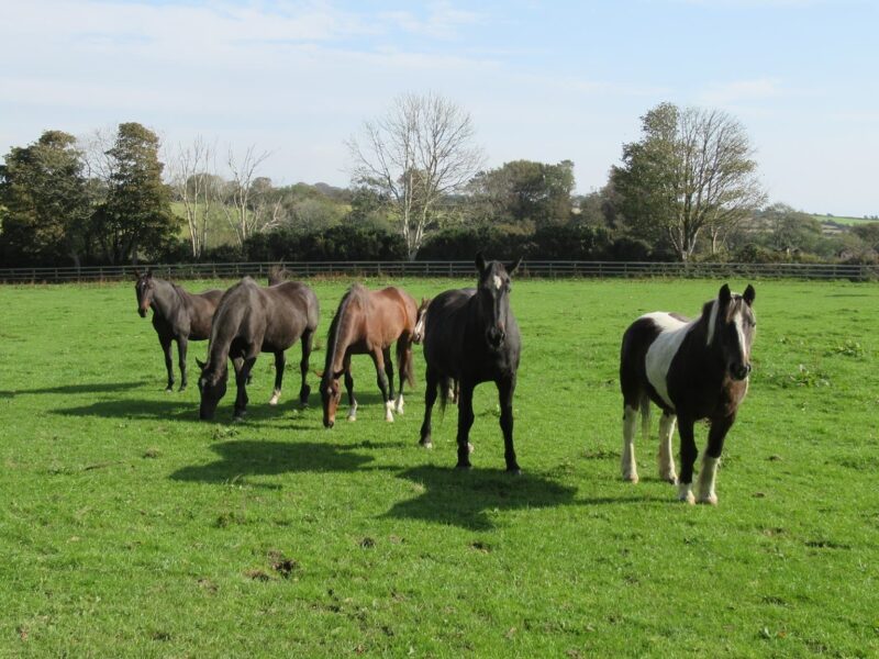 Home of Rest for Old Horses