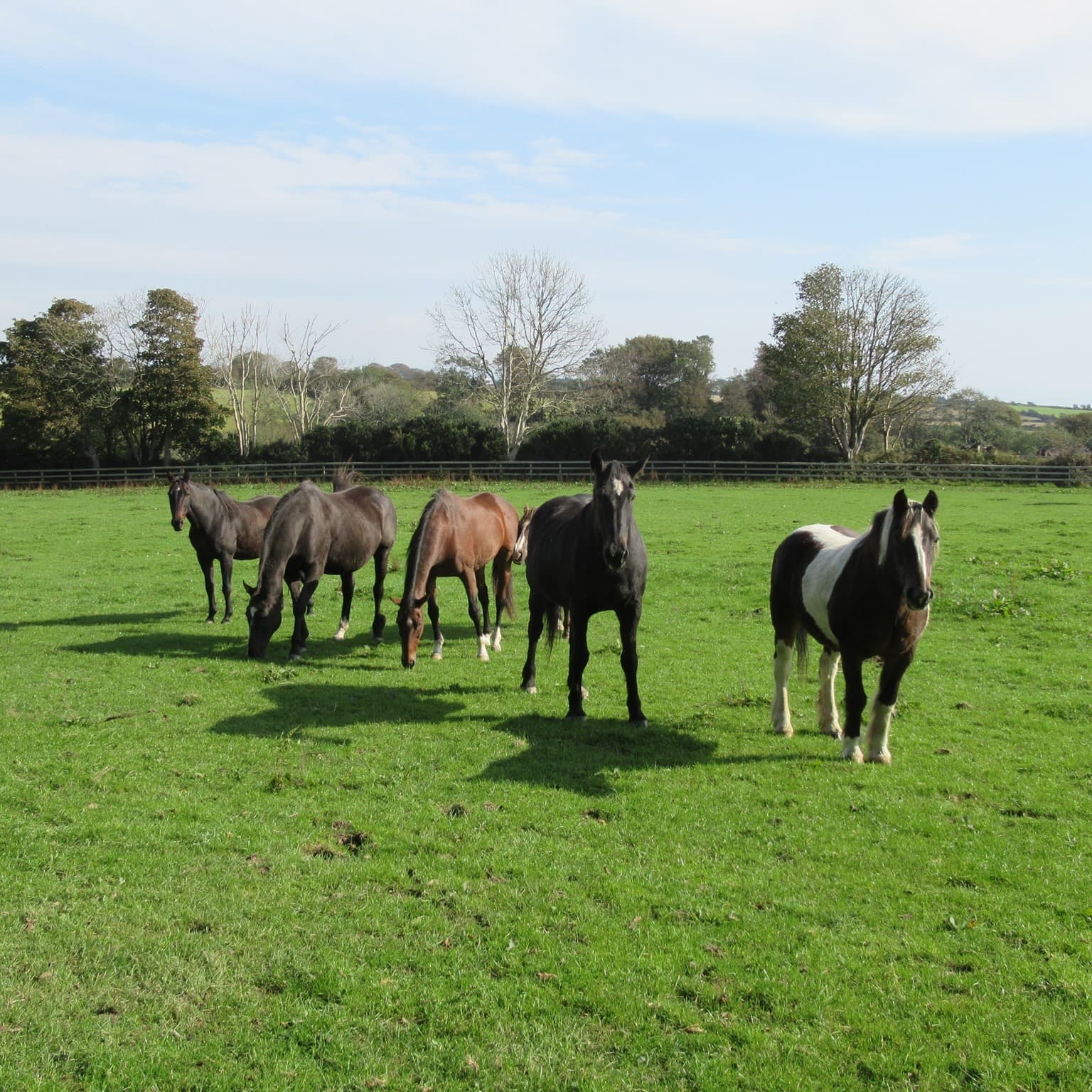 Home of Rest for Old Horses