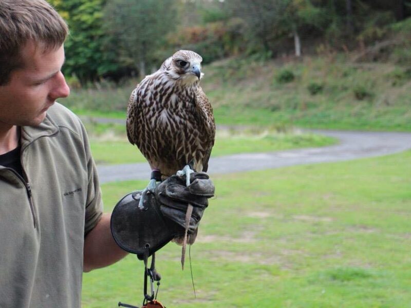 North East Falconry Visitors Centre