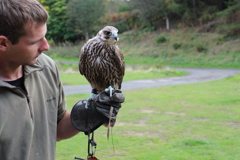 North East Falconry Visitors Centre