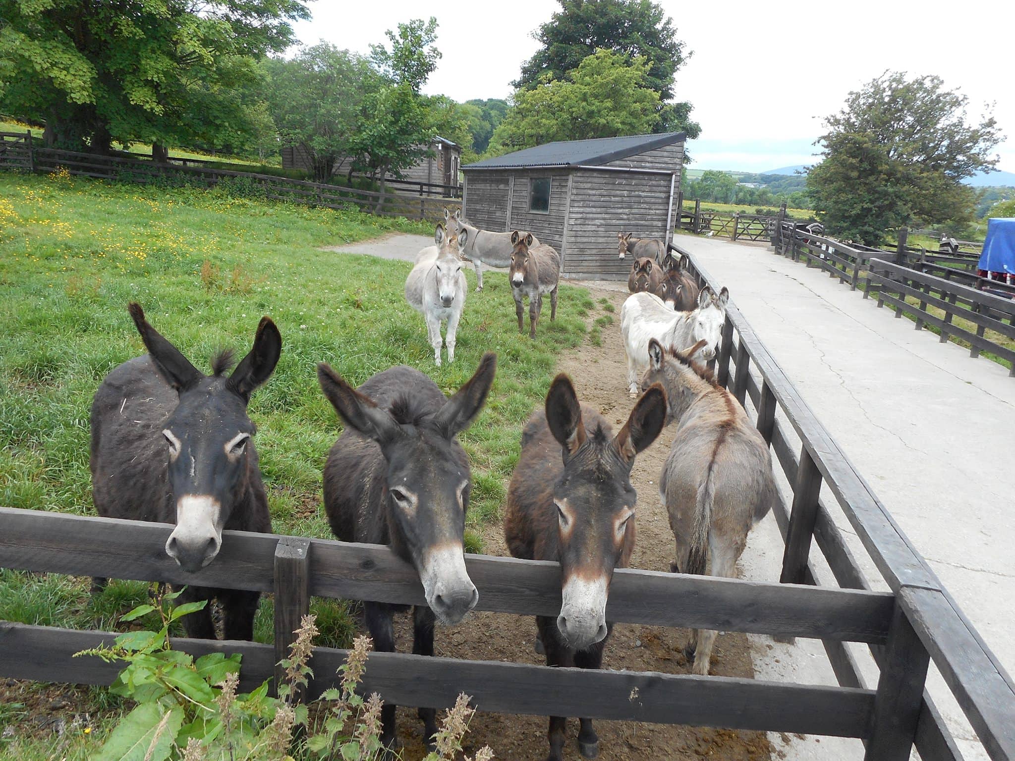 Home of Rest for Old Horses Where To Go With Kids Isle of Man