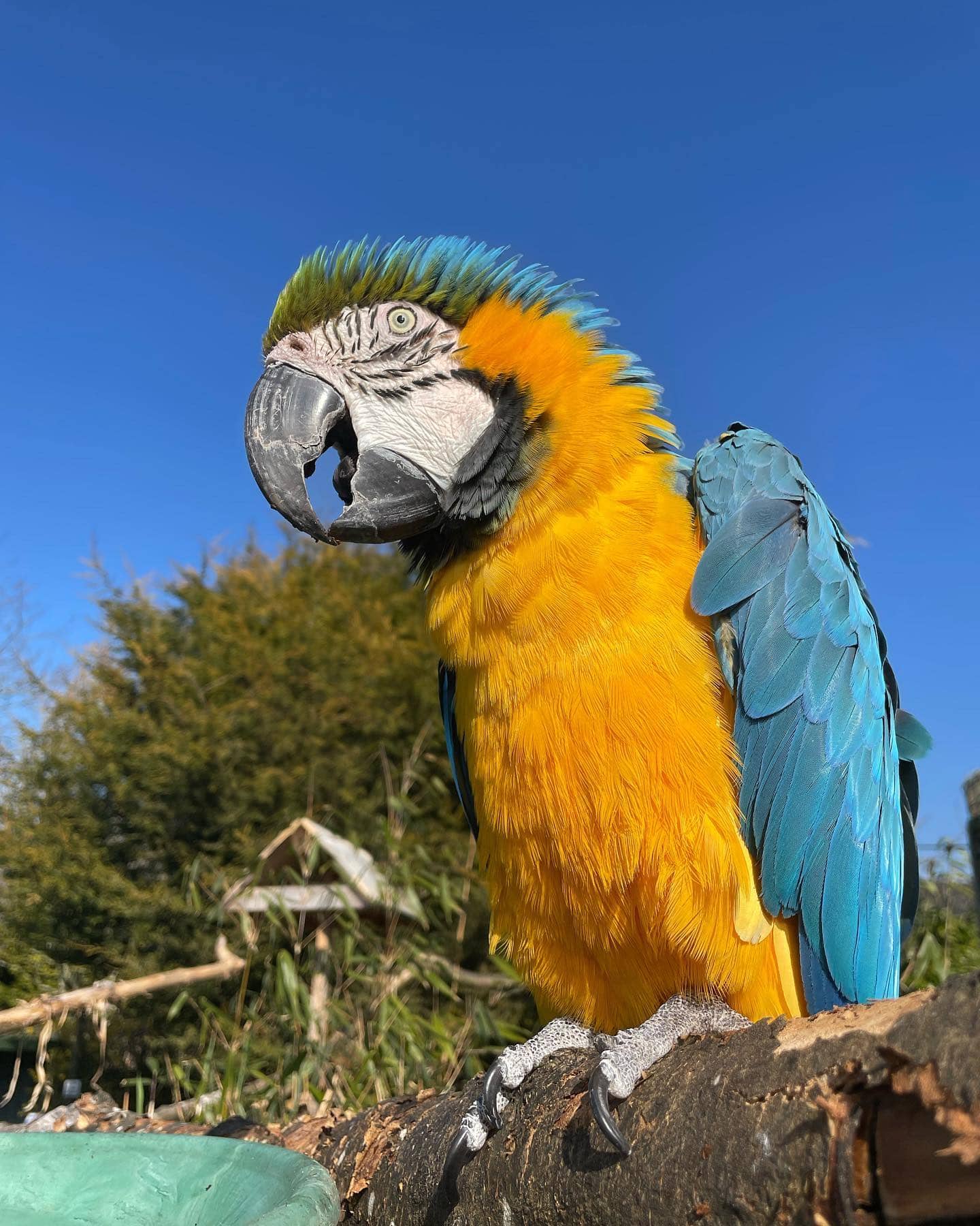 World of Wings Birds of Prey Centre - Where To Go With Kids - Glasgow