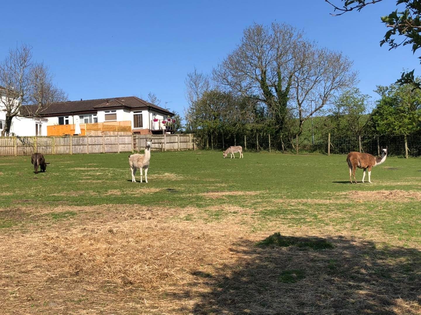 Lamont Farm Project