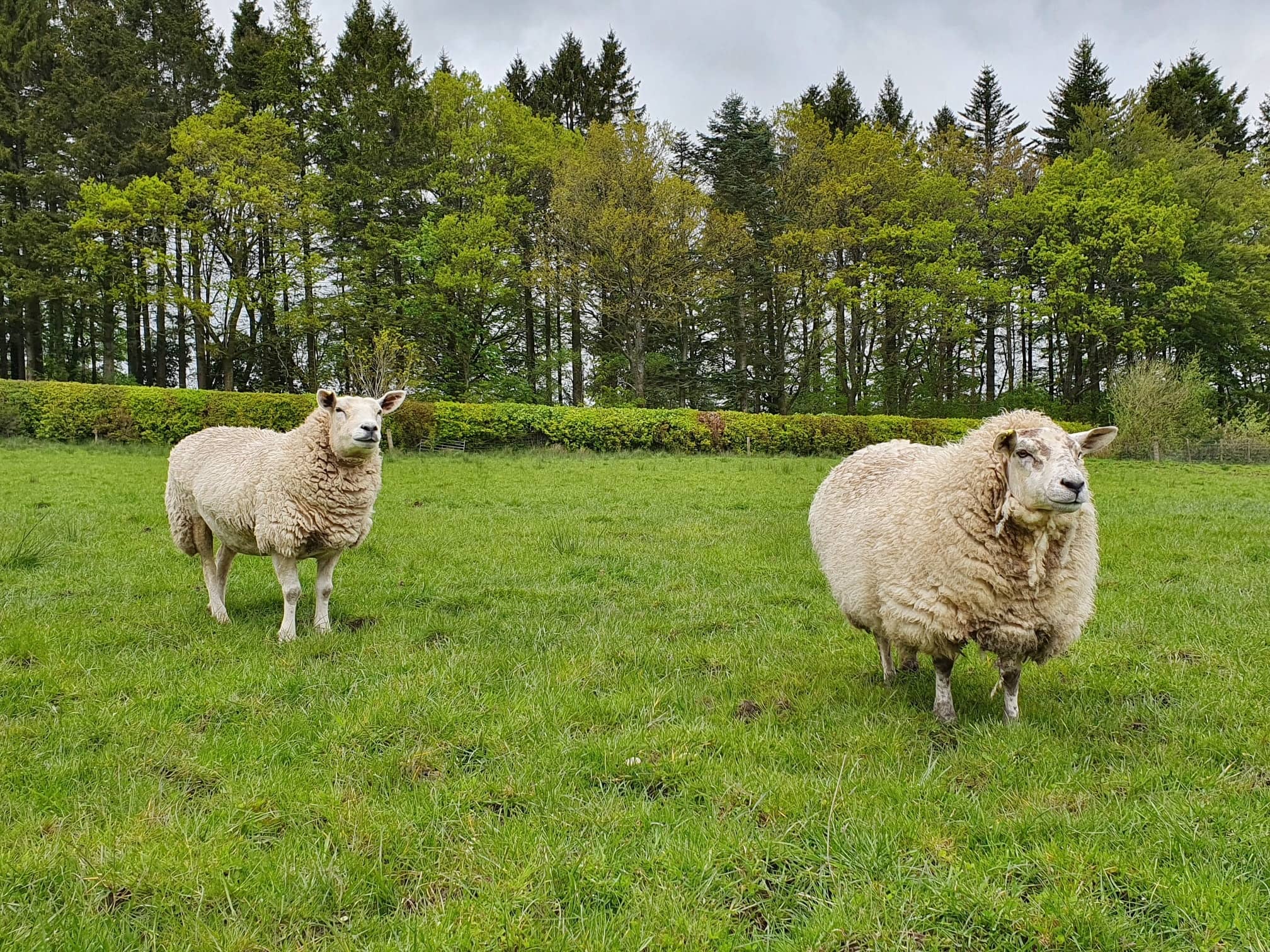 Mossburn Community Farm