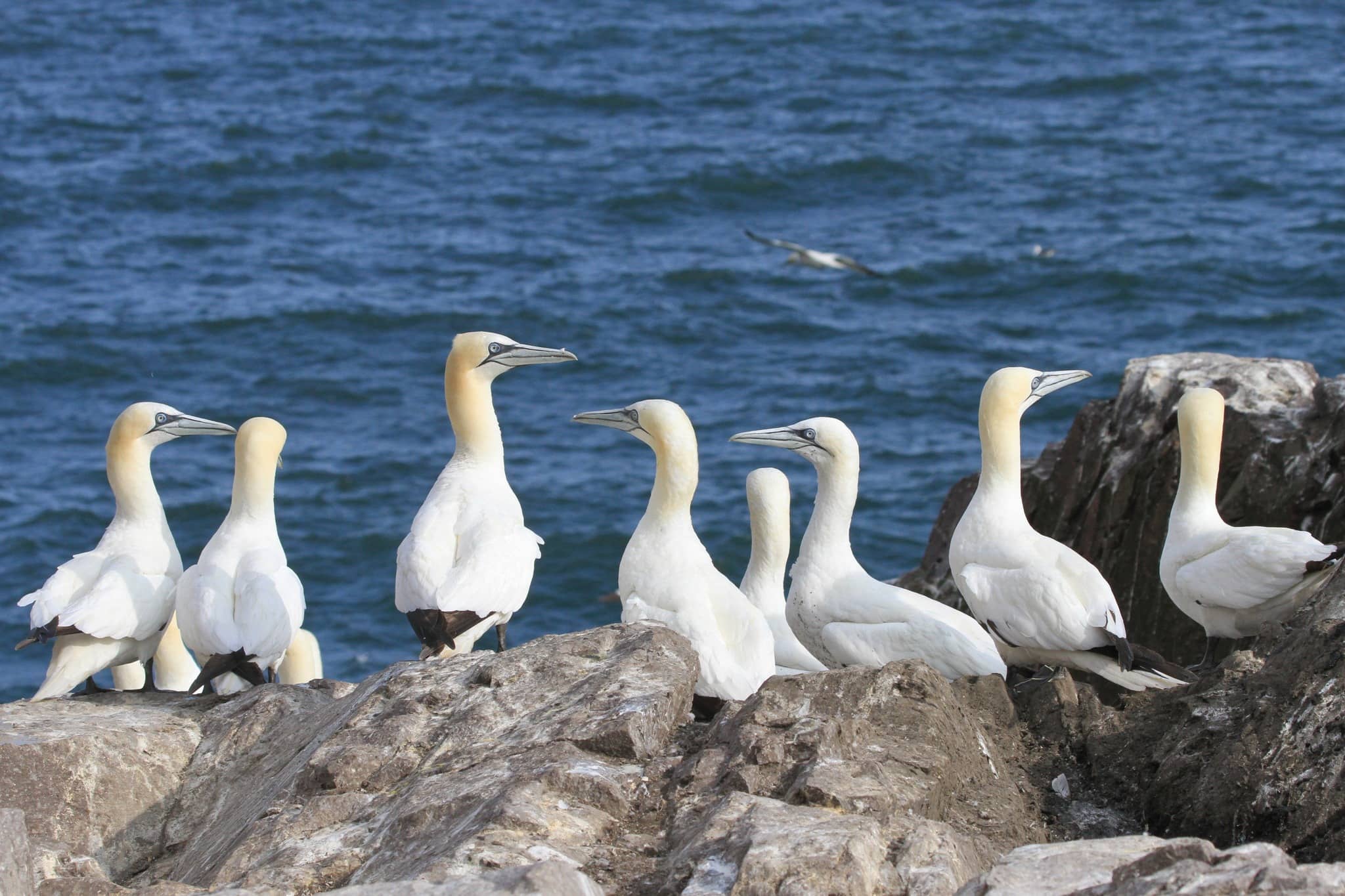 Scottish Seabird Centre