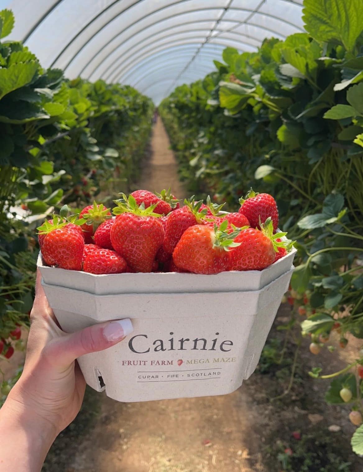 Cairnie Fruit Farm and Mega Maze