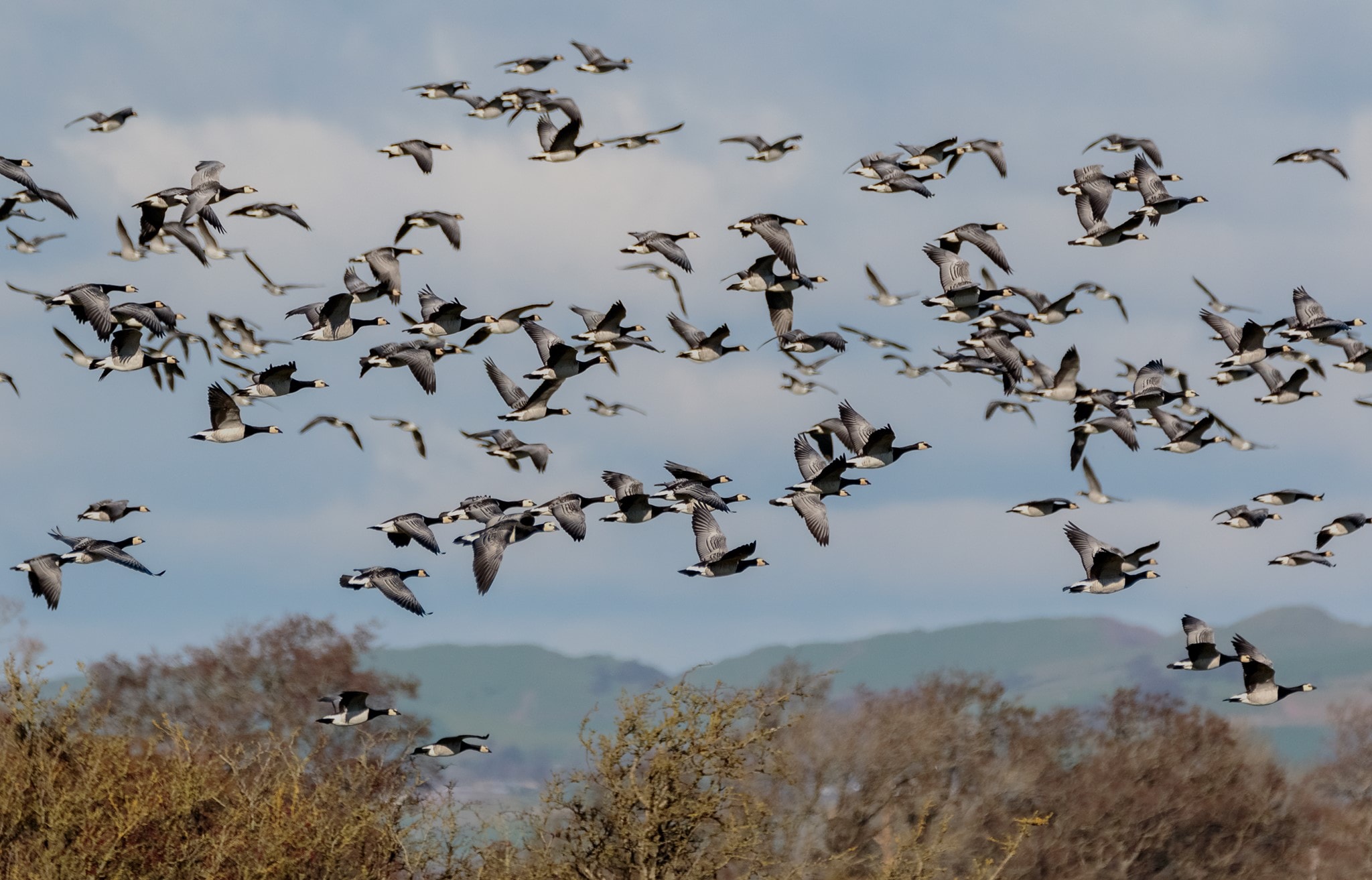 WWT Caerlaverock Wildlife Trust