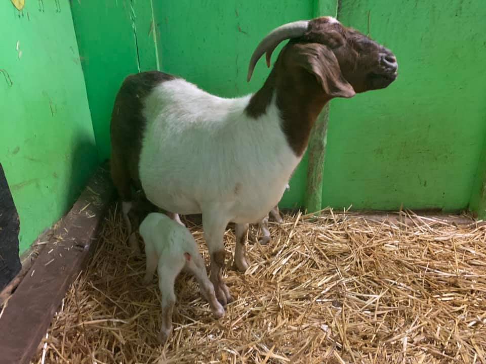 The Bucks Goat Centre